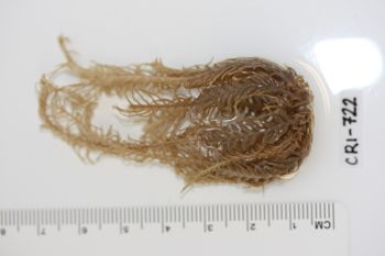 Media type: image;   Invertebrate Zoology CRI-722 Description: Preserved specimen.;